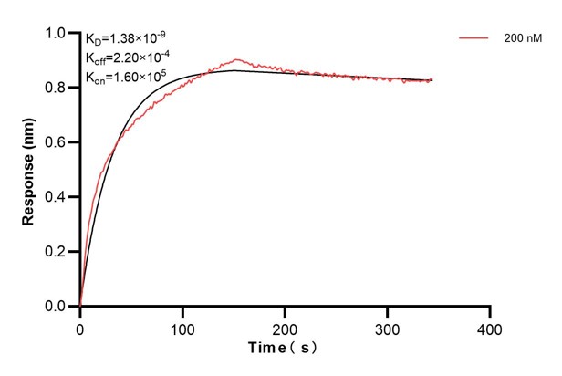 Affinity and Kinetic Characterization of 60200-1-Ig