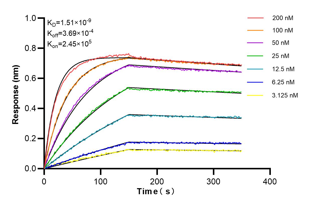 Affinity and Kinetic Characterization of 65506-1-RR