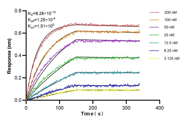 Affinity and Kinetic Characterization of 66067-2-PBS