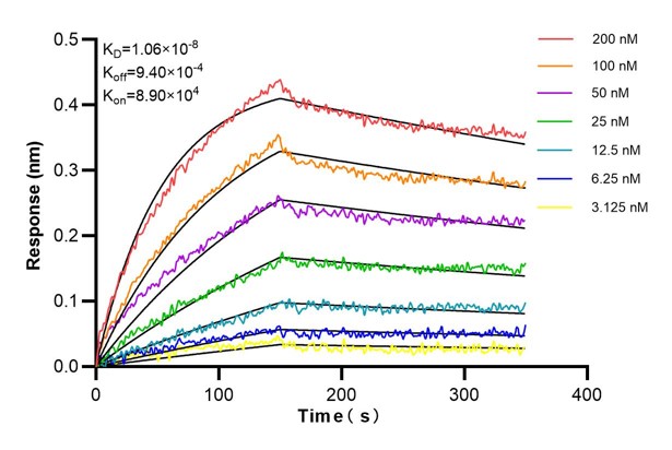 Affinity and Kinetic Characterization of 66197-1-PBS