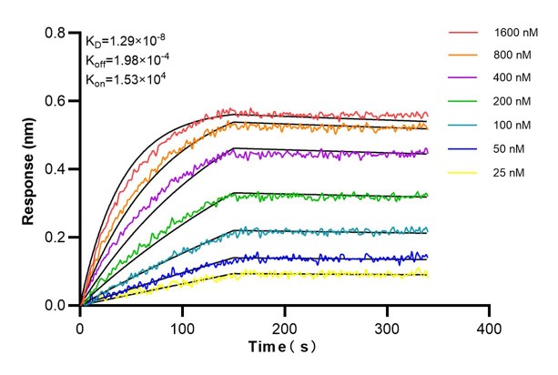 Affinity and Kinetic Characterization of 66219-1-Ig