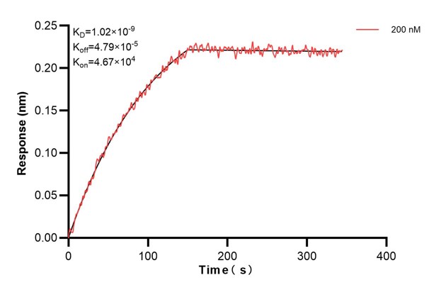 Affinity and Kinetic Characterization of 66521-2-PBS