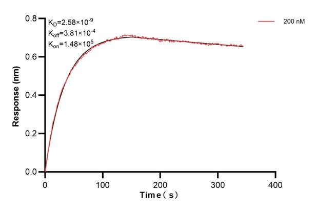 Affinity and Kinetic Characterization of 66662-1-Ig
