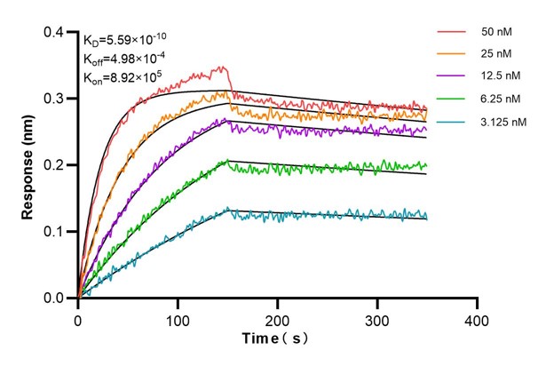 Affinity and Kinetic Characterization of 67261-1-Ig