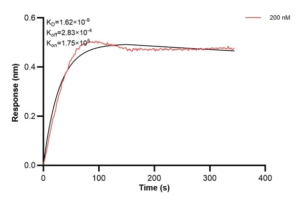 Affinity and Kinetic Characterization of 67690-1-Ig