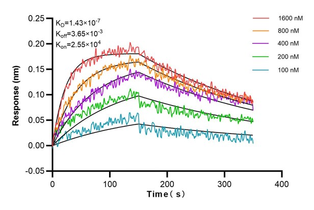 Affinity and Kinetic Characterization of 68677-1-Ig