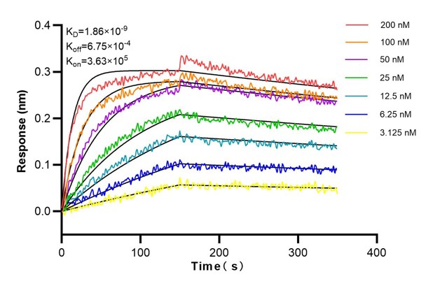 Affinity and Kinetic Characterization of 68677-2-Ig