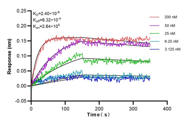 Affinity and Kinetic Characterization of 68837-1-Ig