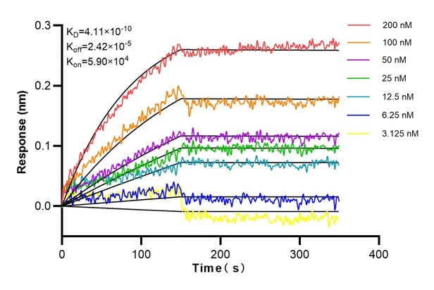 Affinity and Kinetic Characterization of 68837-2-Ig