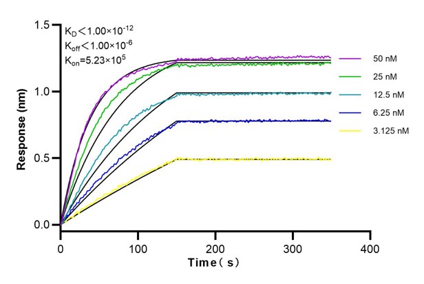 Affinity and Kinetic Characterization of 68839-1-Ig