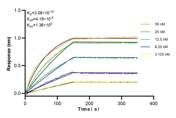 Affinity and Kinetic Characterization of 68839-2-Ig