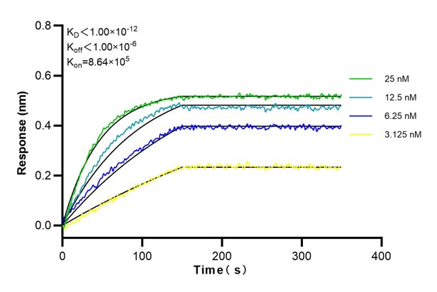 Affinity and Kinetic Characterization of 68839-3-Ig