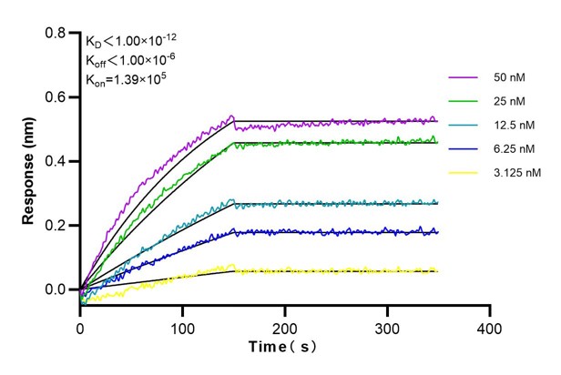 Affinity and Kinetic Characterization of 68839-4-Ig