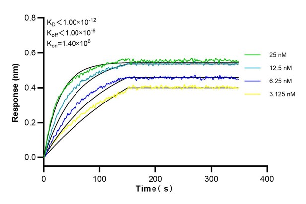 Affinity and Kinetic Characterization of 68839-6-Ig
