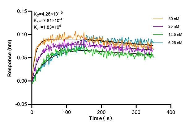 Affinity and Kinetic Characterization of 69018-2-Ig