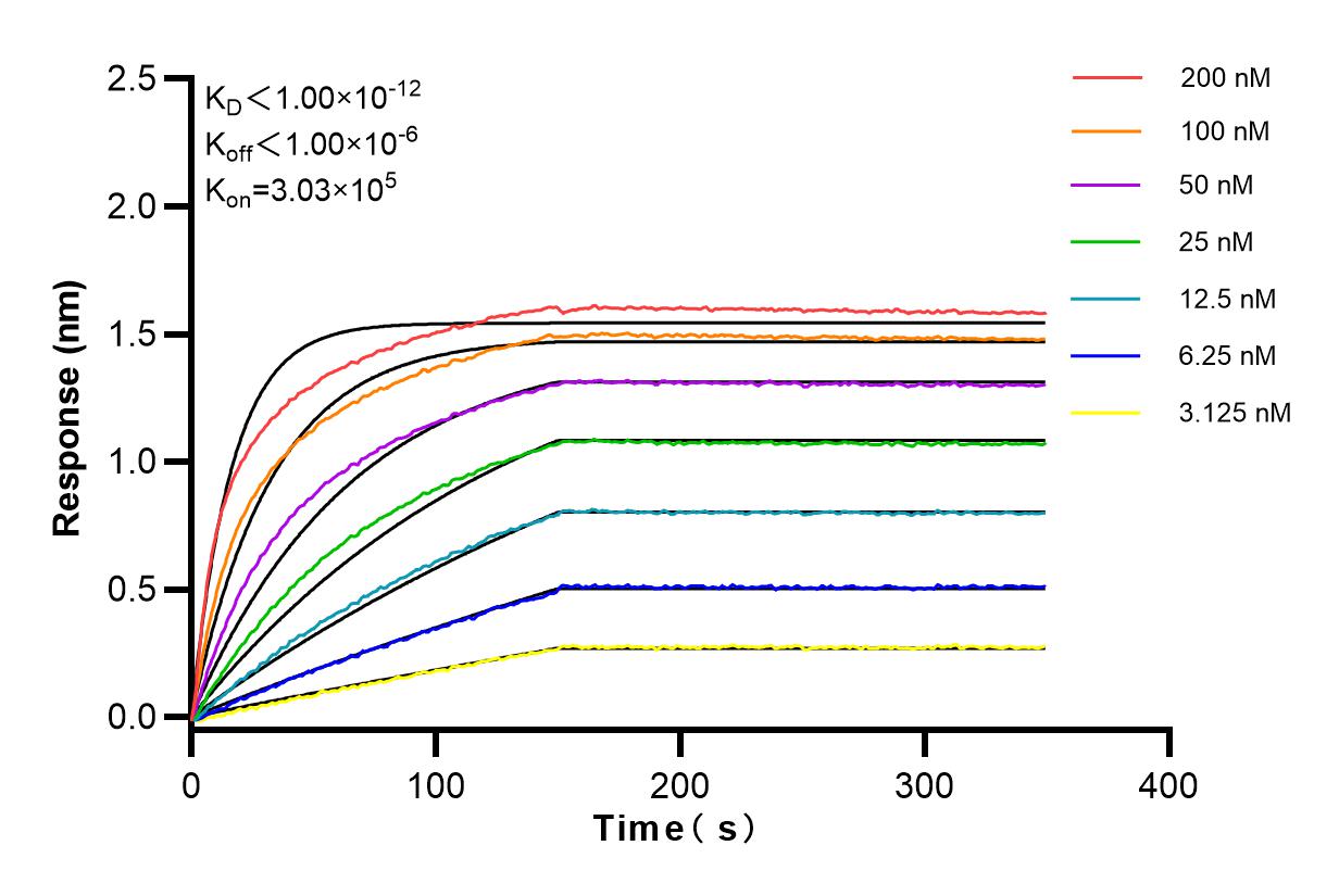 Affinity and Kinetic Characterization of 80019-1-RR