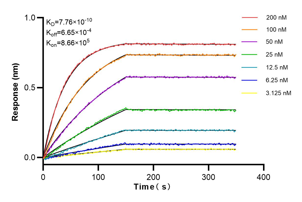 Affinity and Kinetic Characterization of 80165-1-RR