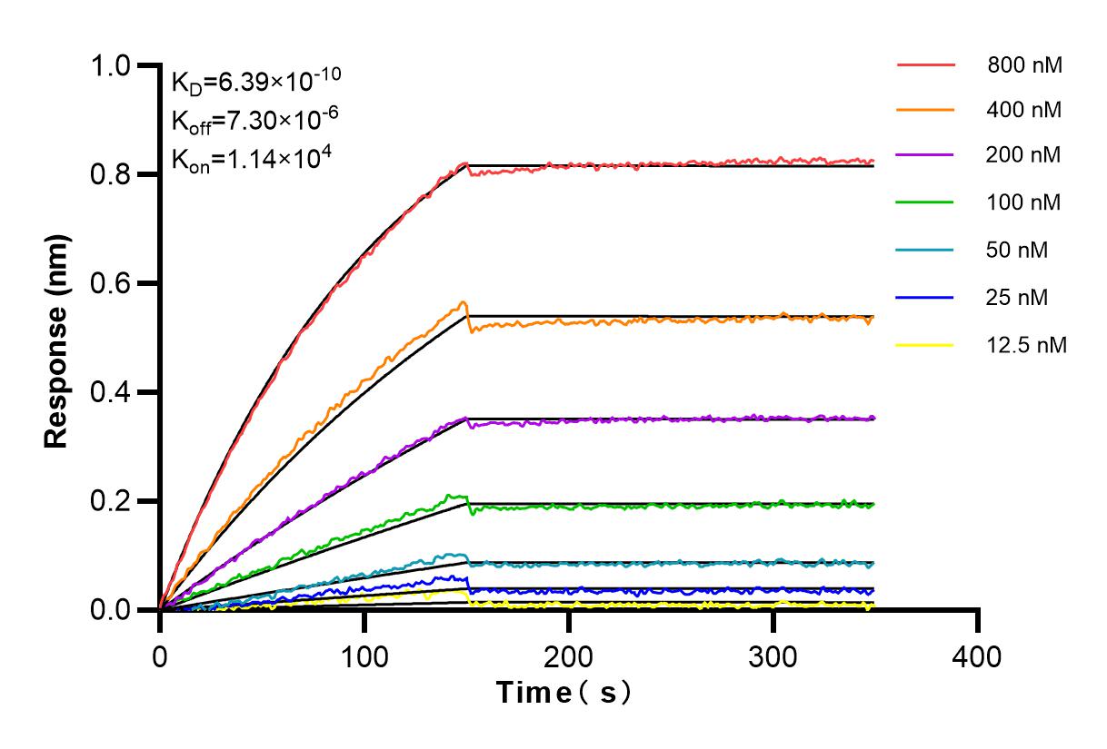 Affinity and Kinetic Characterization of 80174-1-RR