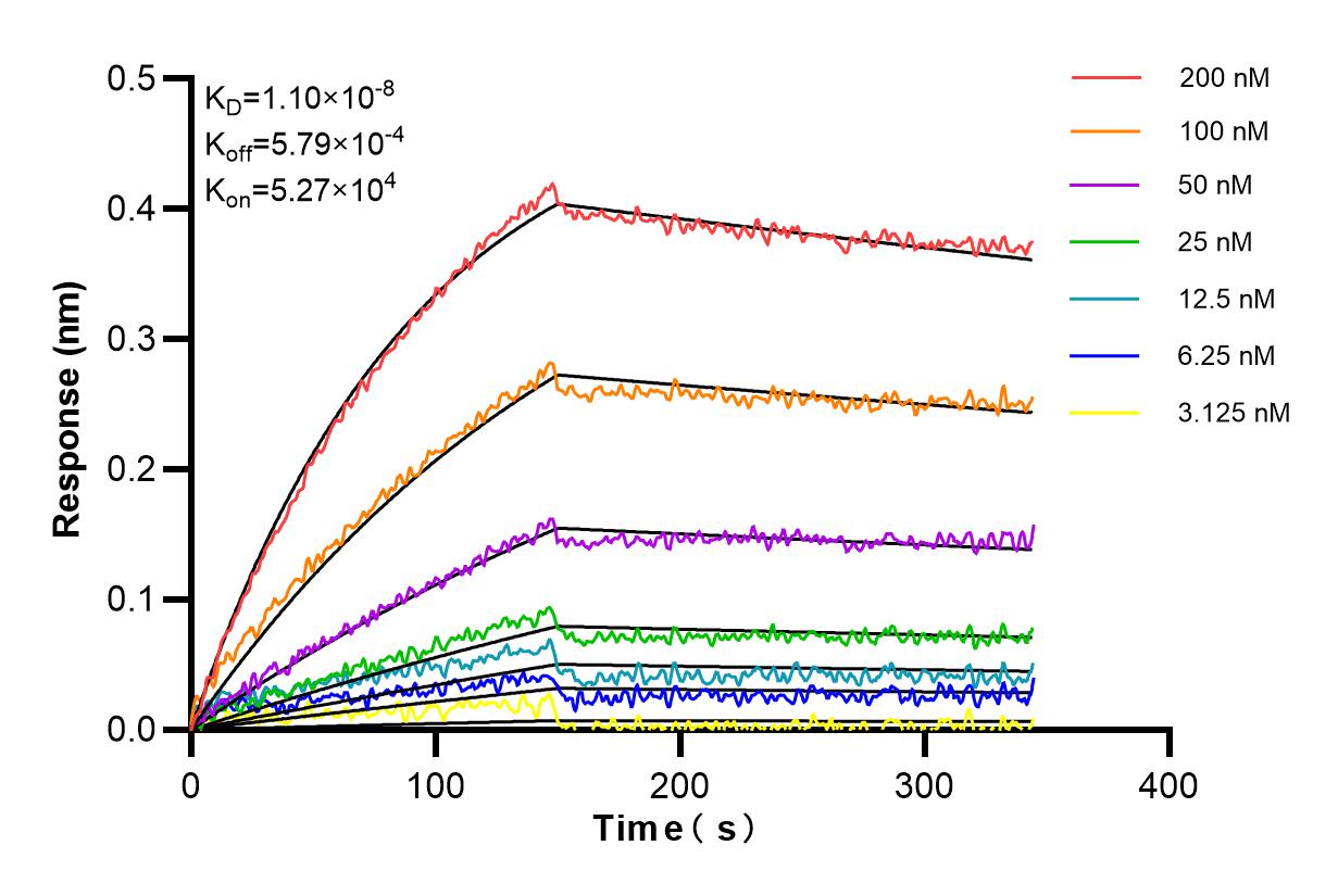 Affinity and Kinetic Characterization of 80210-13-RR
