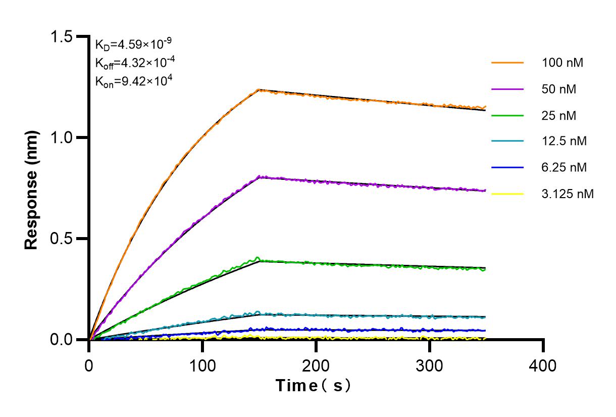 Affinity and Kinetic Characterization of 80325-6-RR