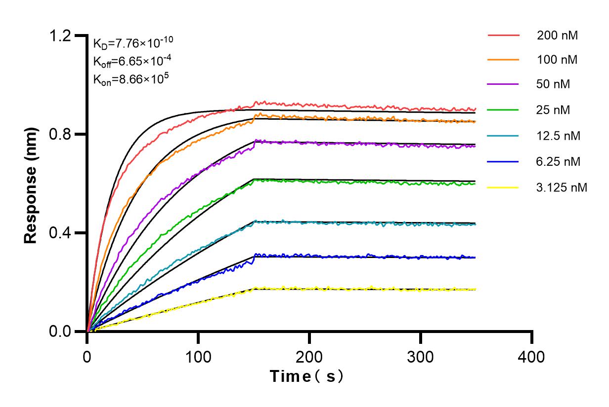 Affinity and Kinetic Characterization of 80490-1-RR