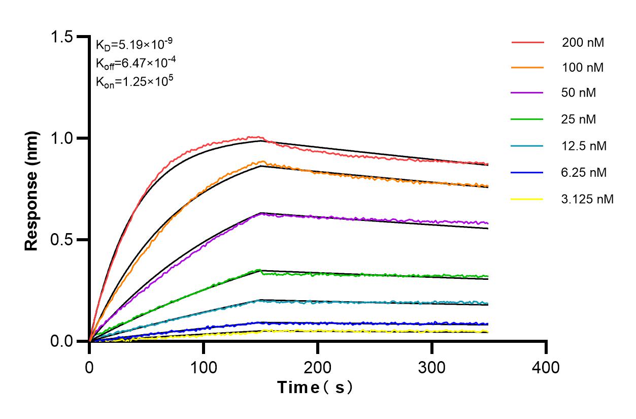 Affinity and Kinetic Characterization of 80543-1-RR