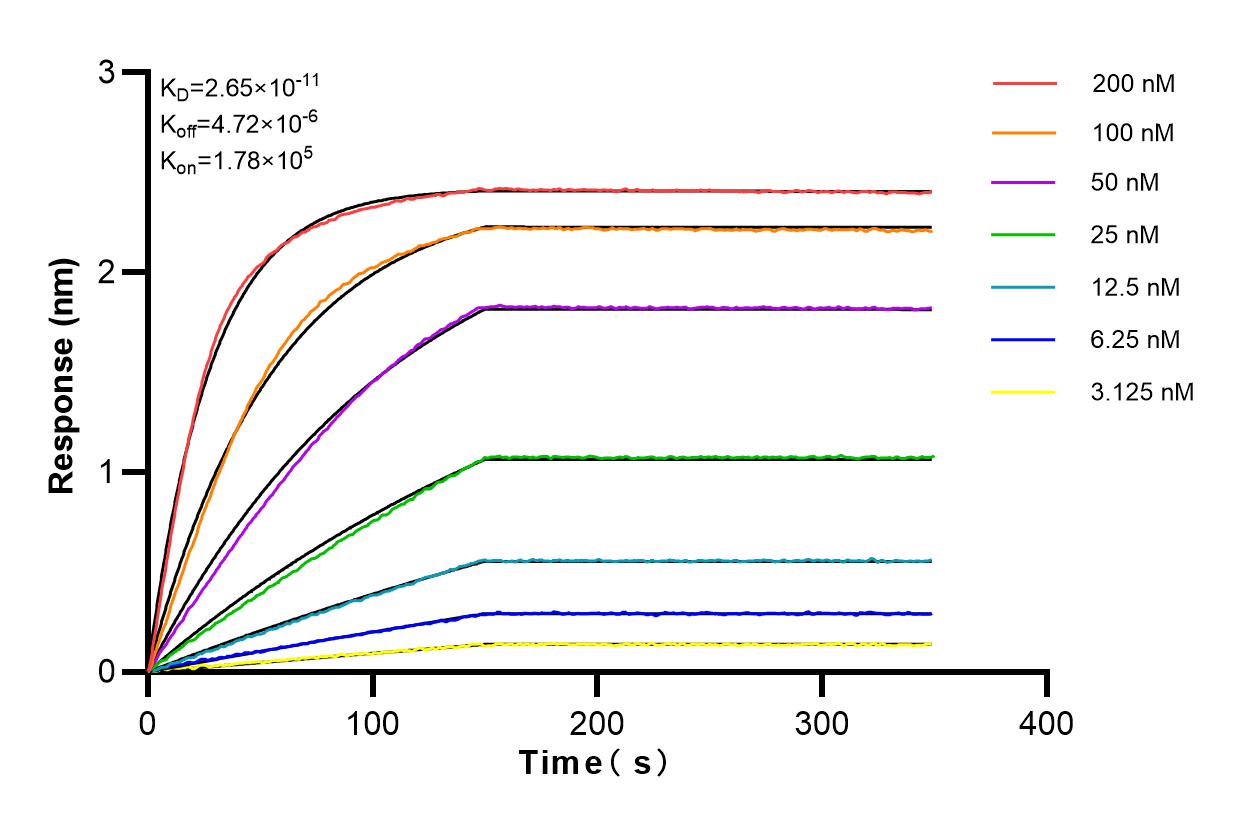 Affinity and Kinetic Characterization of 80545-1-RR