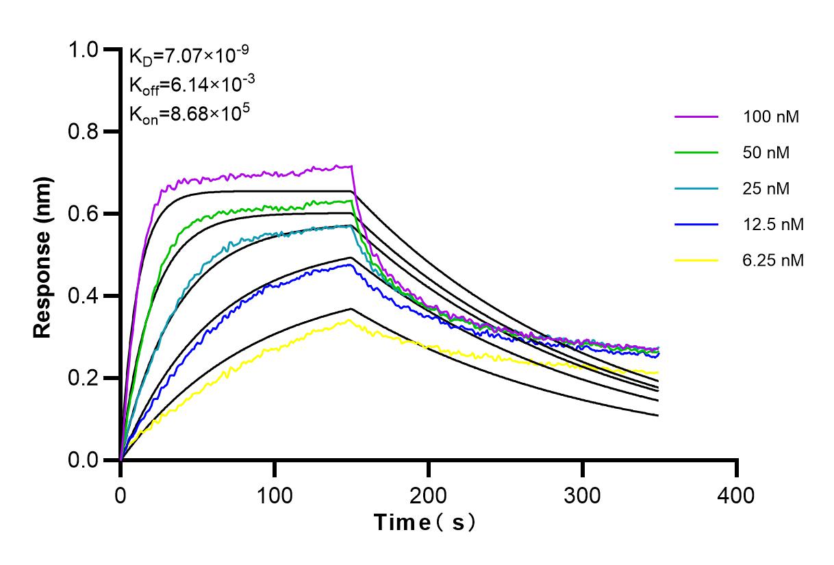 Affinity and Kinetic Characterization of 80777-1-RR