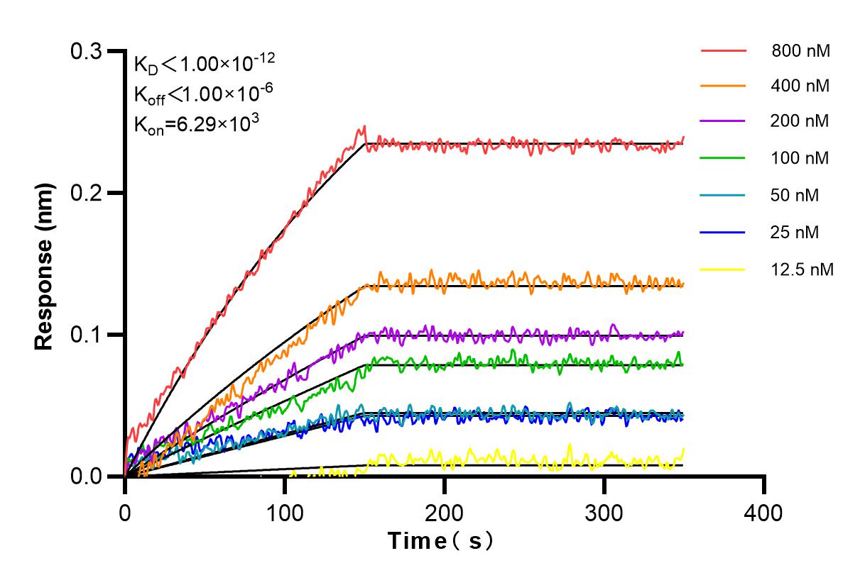 Affinity and Kinetic Characterization of 80790-1-RR