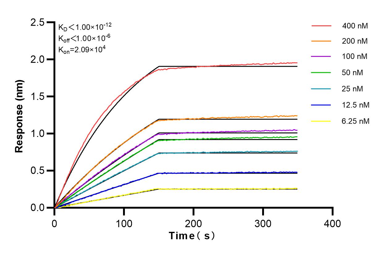 Affinity and Kinetic Characterization of 80816-1-RR