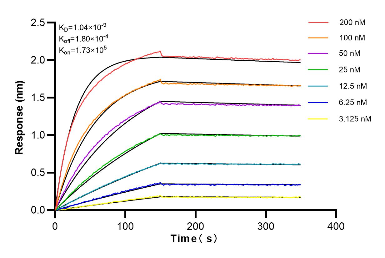 Affinity and Kinetic Characterization of 80821-3-RR