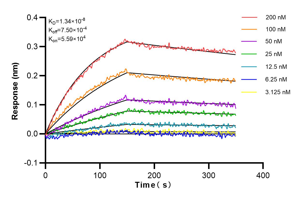 Affinity and Kinetic Characterization of 80837-1-RR