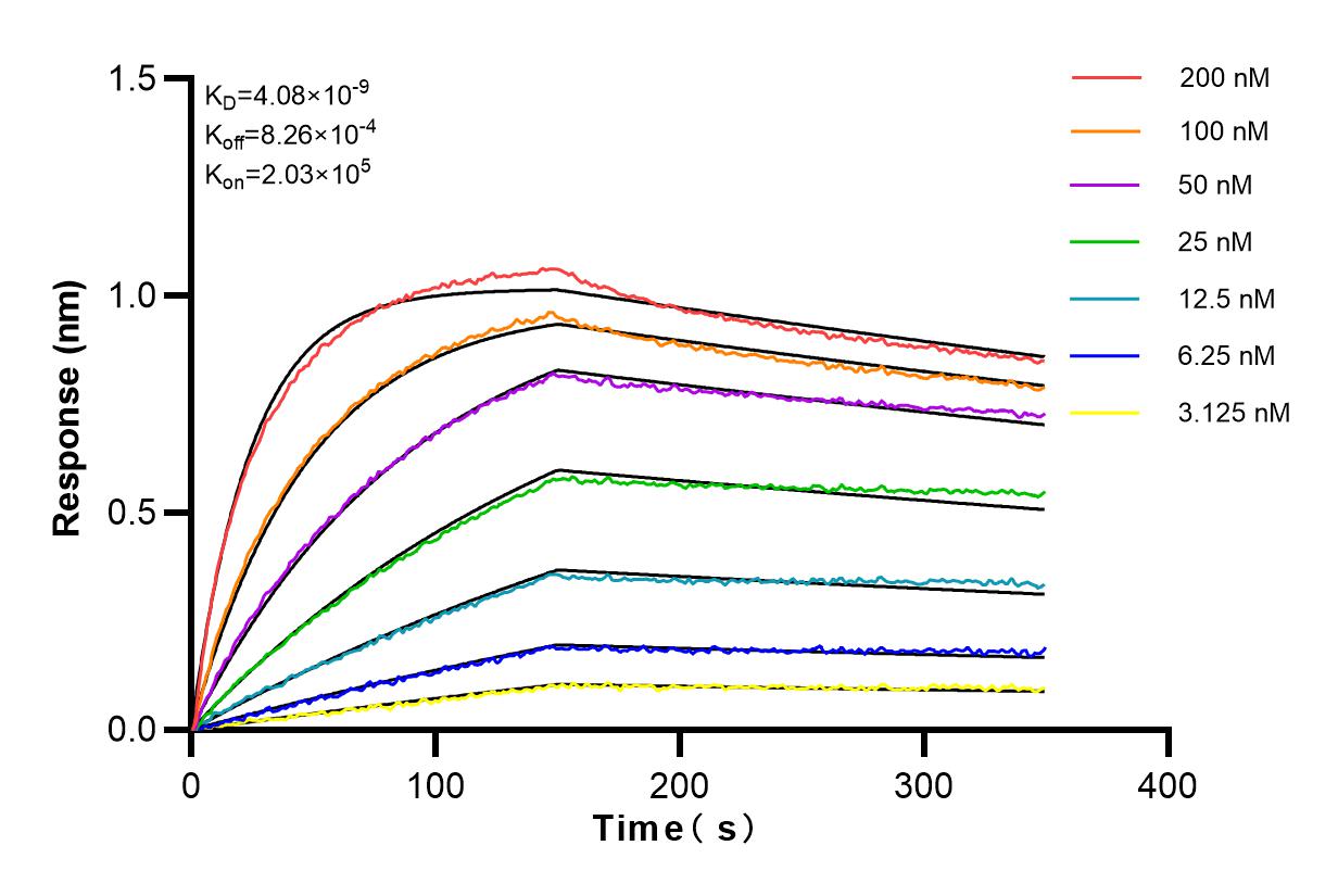 Affinity and Kinetic Characterization of 80849-1-RR