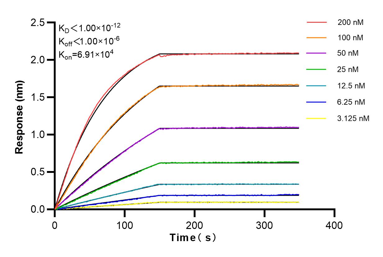 Affinity and Kinetic Characterization of 80878-6-RR