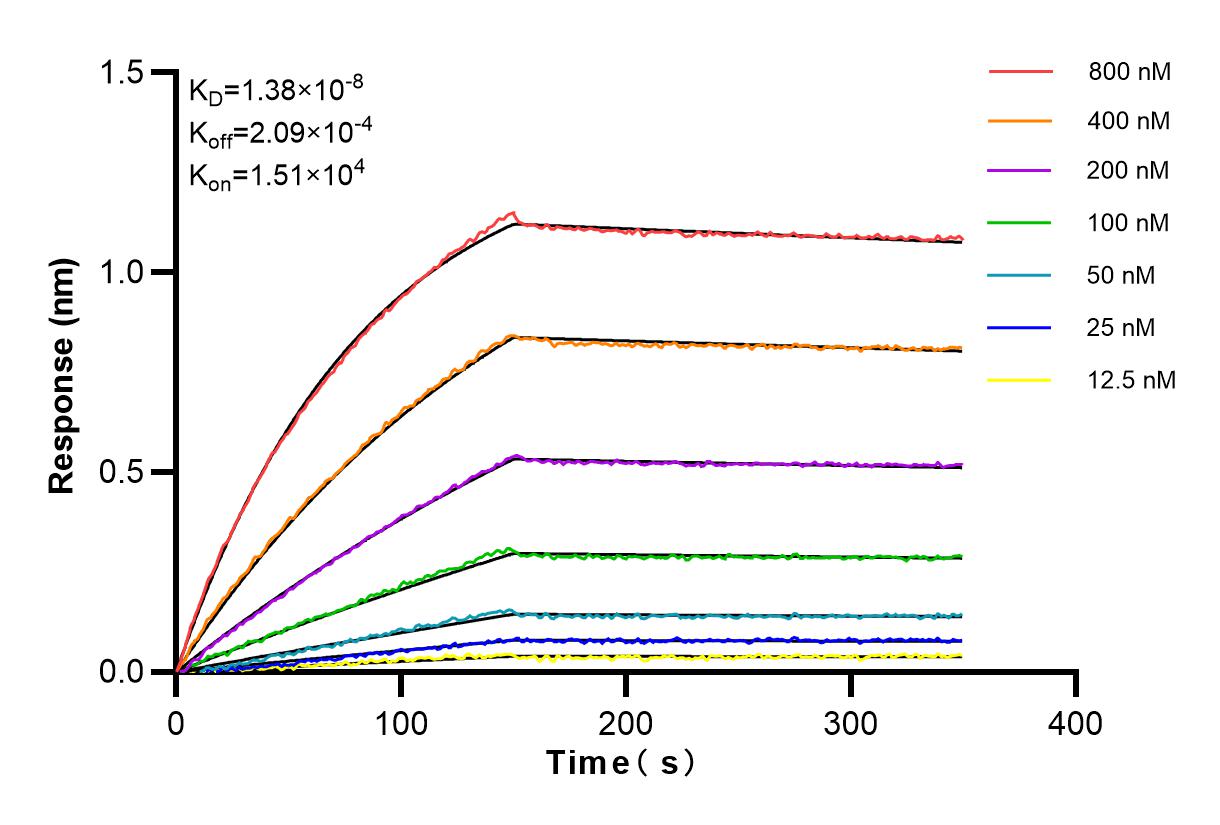 Affinity and Kinetic Characterization of 80906-1-RR