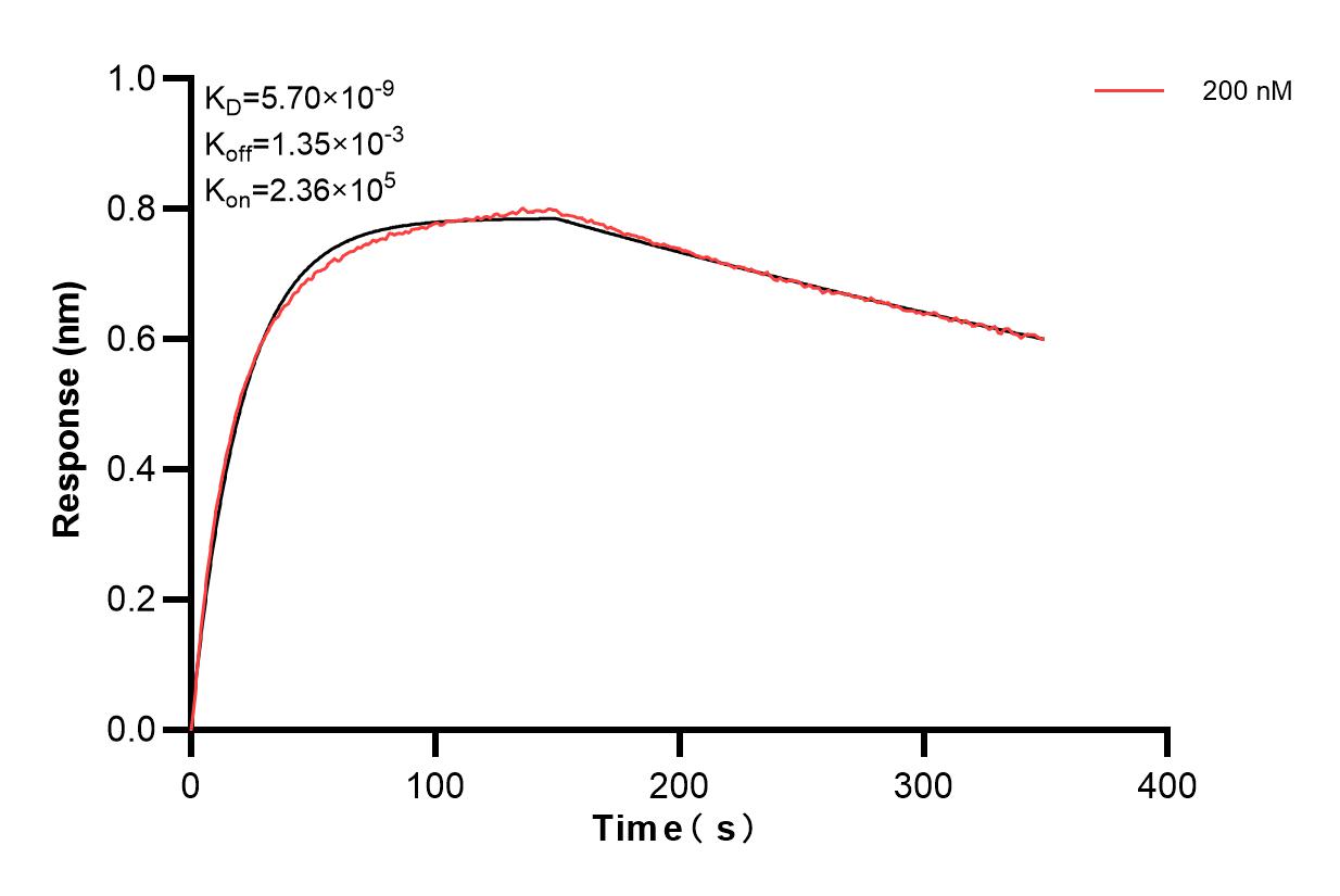 Affinity and Kinetic Characterization of 80924-2-PBS