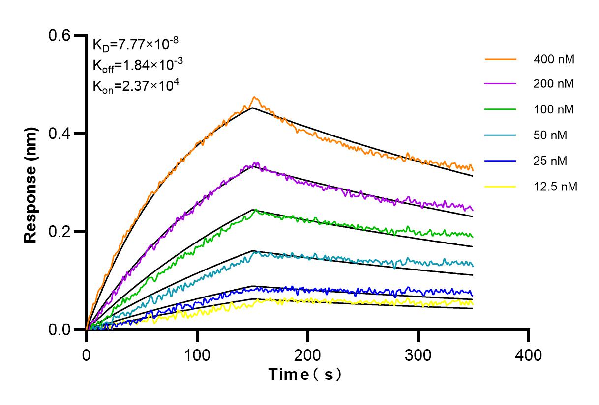 Affinity and Kinetic Characterization of 80932-1-RR