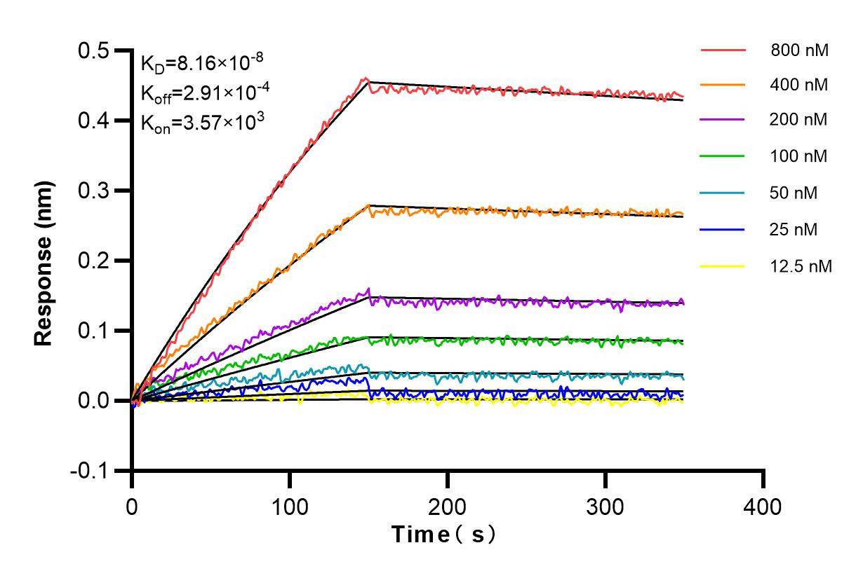 Affinity and Kinetic Characterization of 81014-1-RR