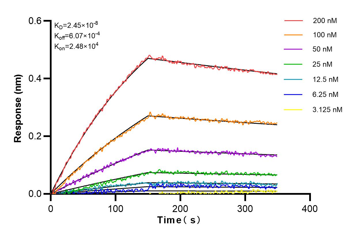 Affinity and Kinetic Characterization of 81017-1-RR