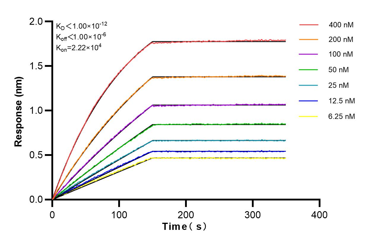 Affinity and Kinetic Characterization of 81021-1-RR