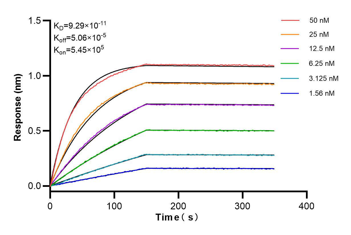 Affinity and Kinetic Characterization of 81042-1-RR