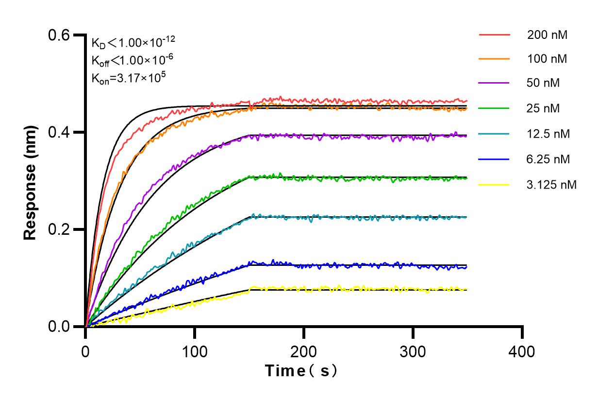 Affinity and Kinetic Characterization of 81066-1-RR