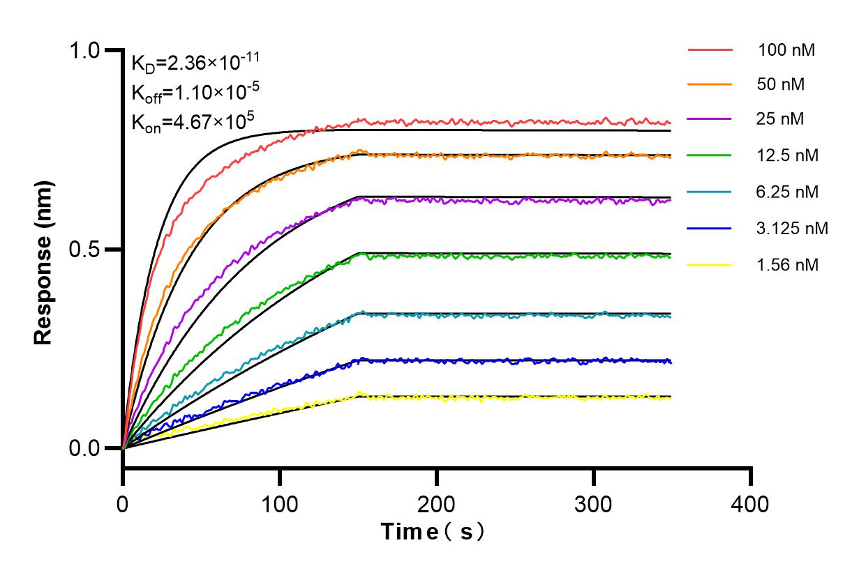 Affinity and Kinetic Characterization of 81066-1-RR