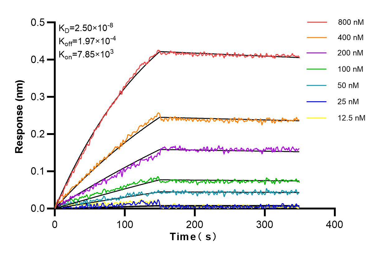 Affinity and Kinetic Characterization of 81069-1-RR