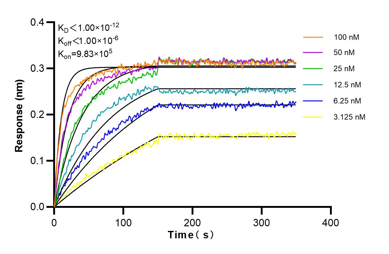 Affinity and Kinetic Characterization of 81083-1-RR