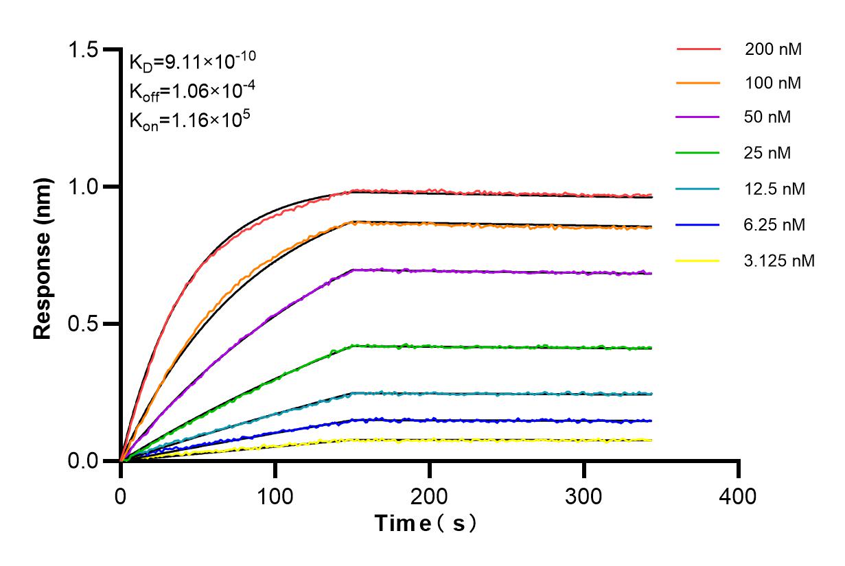 Affinity and Kinetic Characterization of 81135-3-RR
