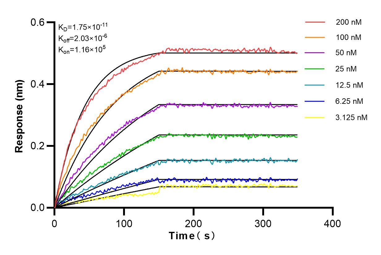 Affinity and Kinetic Characterization of 81176-1-RR