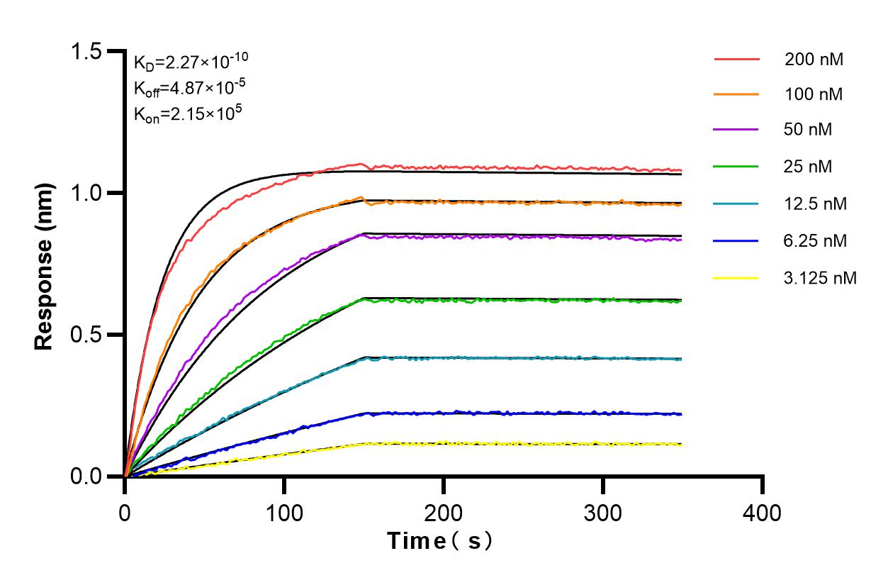 Affinity and Kinetic Characterization of 81245-1-RR