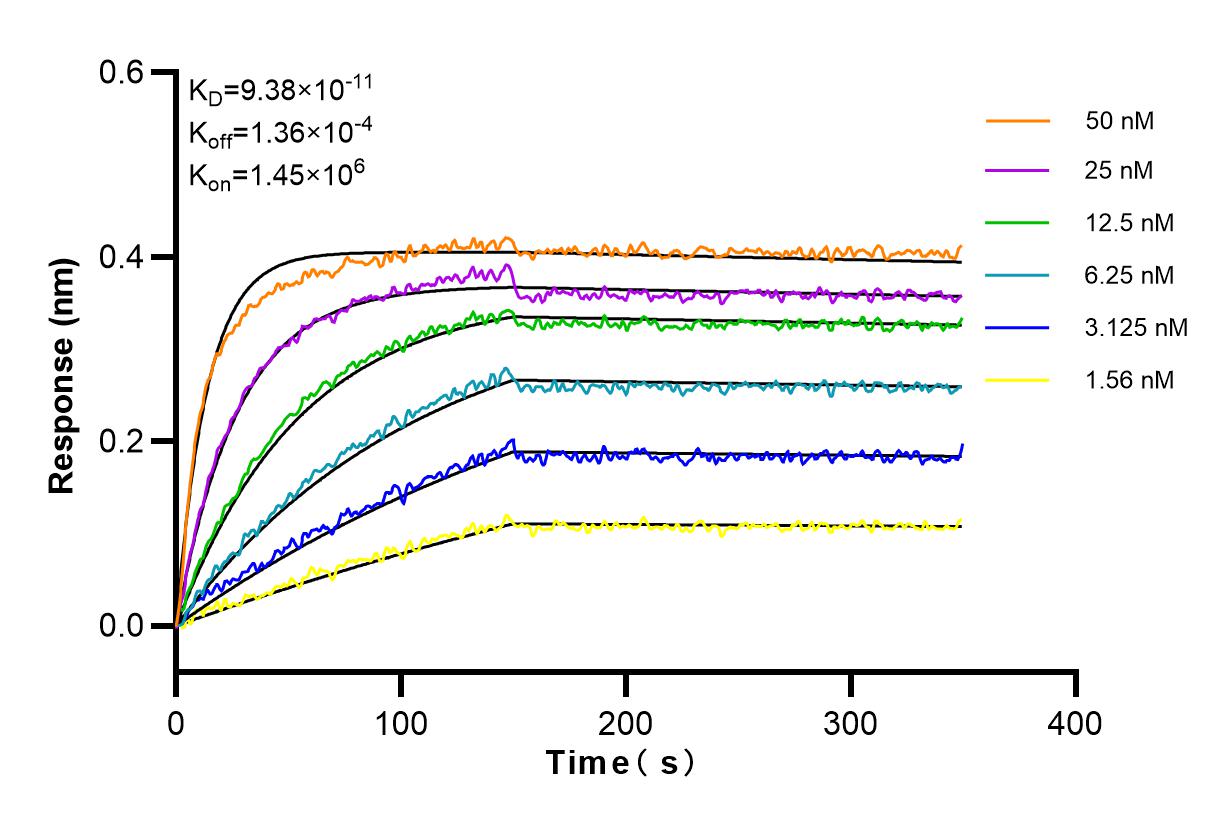 Affinity and Kinetic Characterization of 81250-1-RR