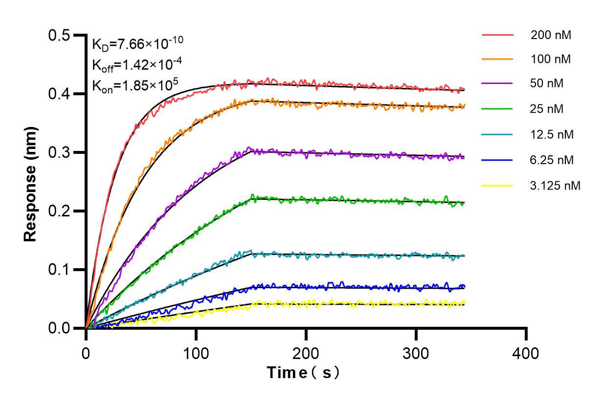 Affinity and Kinetic Characterization of 81290-1-RR